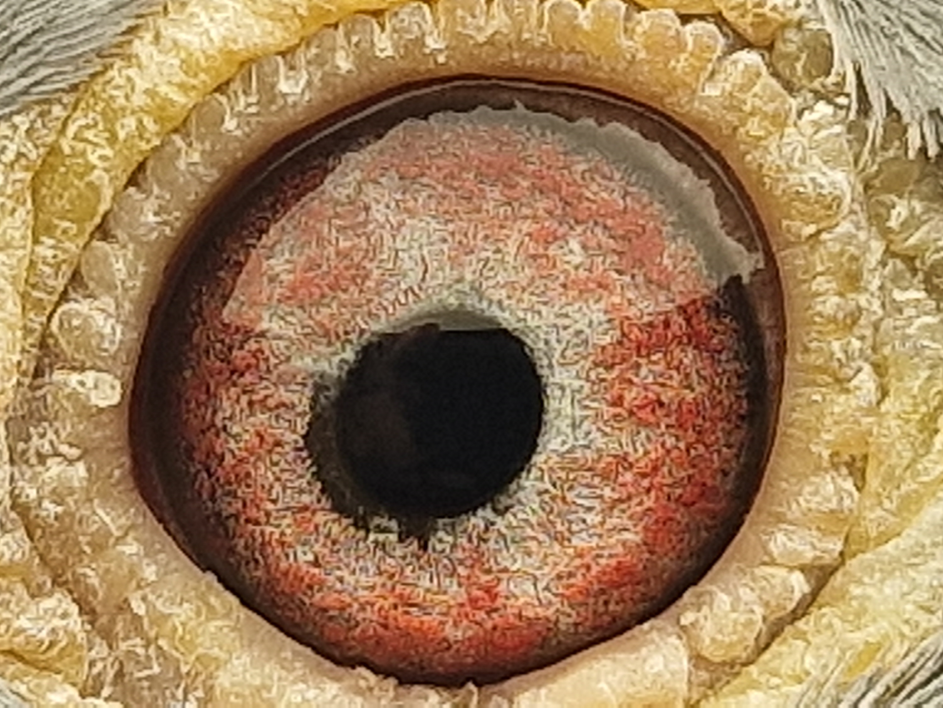 Pigeon eye